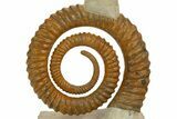 Early Devonian Ammonoid (Anetoceras) With Cephalopod #322507-3